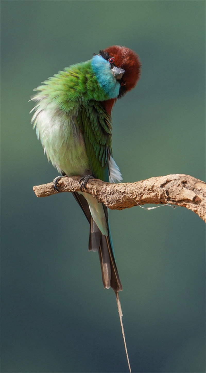 “Mais belas” aves da China s?o avistadas em Fujian