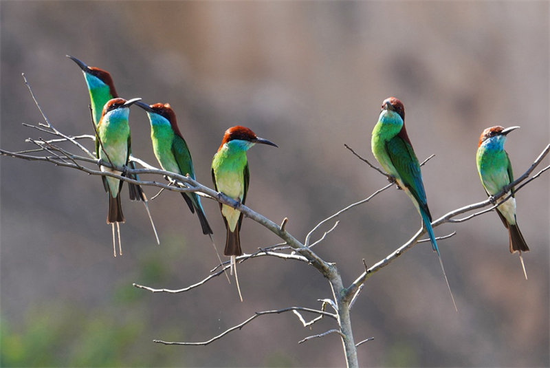“Mais belas” aves da China s?o avistadas em Fujian