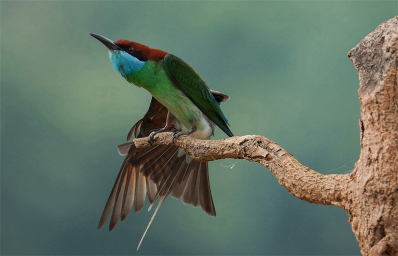 “Mais belas” aves da China s?o avistadas em Fujian