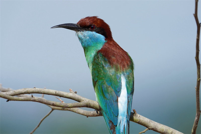 “Mais belas” aves da China s?o avistadas em Fujian