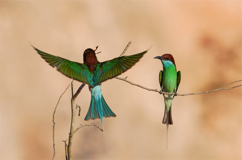 “Mais belas” aves da China s?o avistadas em Fujian