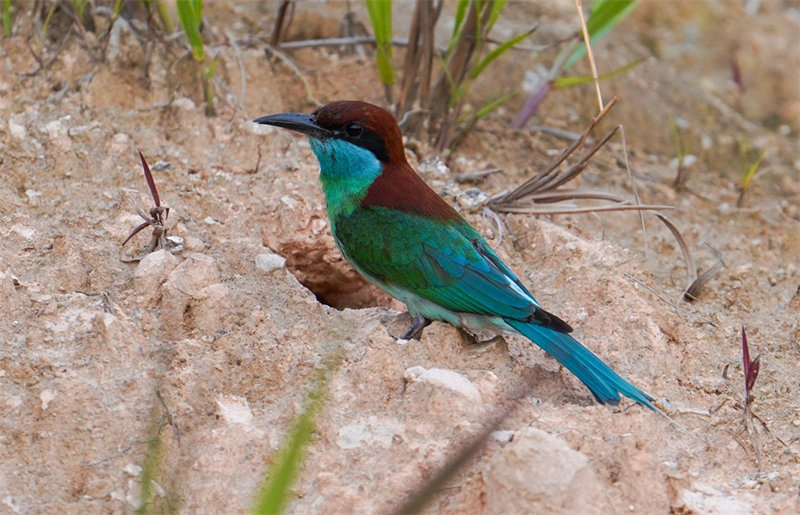 “Mais belas” aves da China s?o avistadas em Fujian