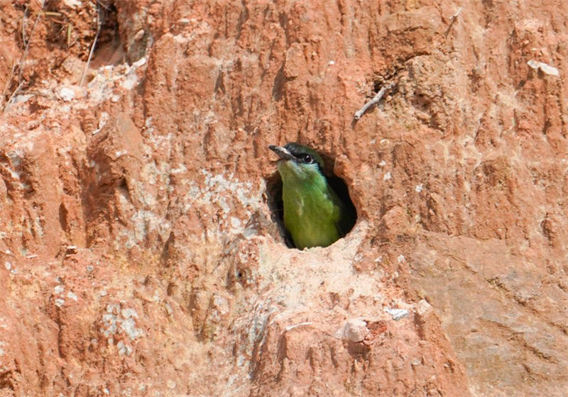 “Mais belas” aves da China s?o avistadas em Fujian