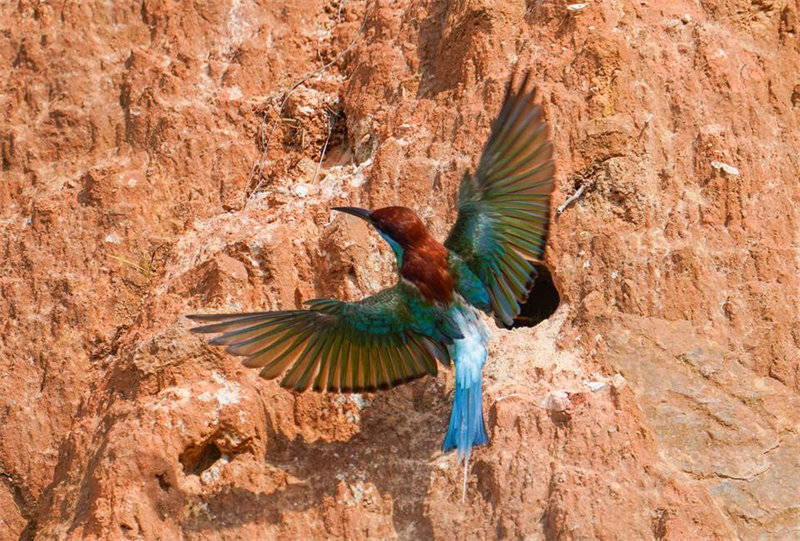 “Mais belas” aves da China s?o avistadas em Fujian