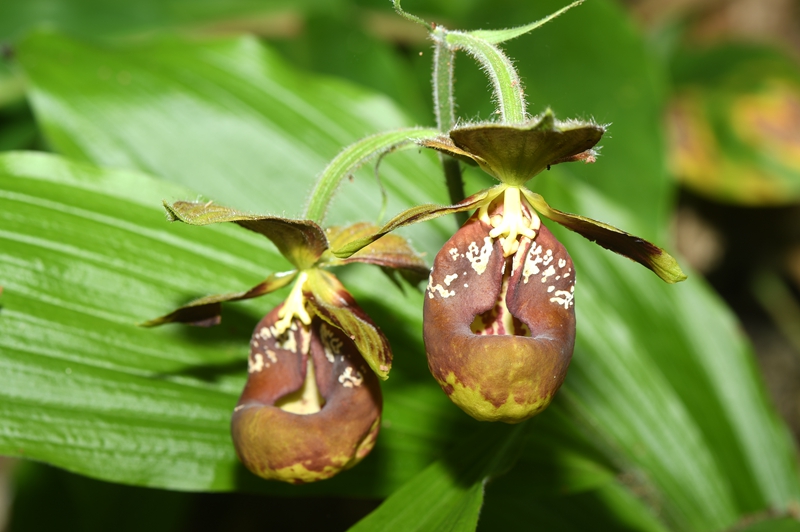 China lan?a nova lista de plantas silvestres para prote??o prioritária