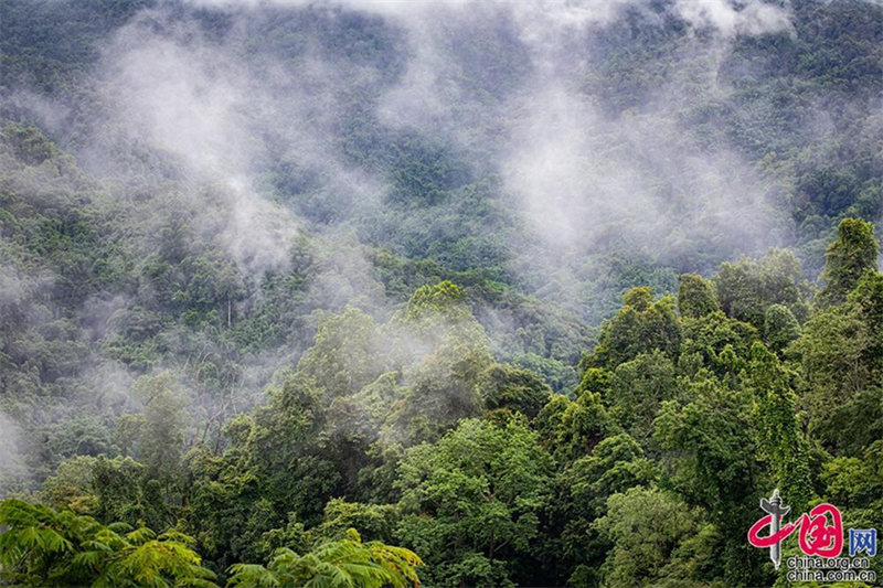 Aldeia em Yunnan prospera com o turismo de observa??o de pássaros