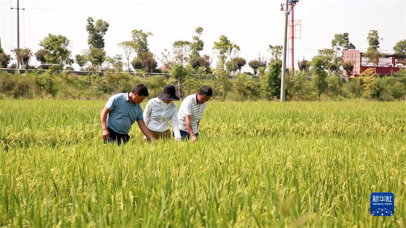Xi expressa sauda??es antes do festival da colheita dos agricultores chineses