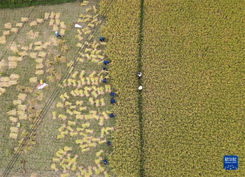 Xi expressa sauda??es antes do festival da colheita dos agricultores chineses