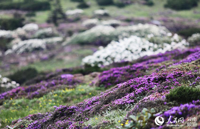 Yunnan estabelece banco de genes de Rhododendron lapponicum