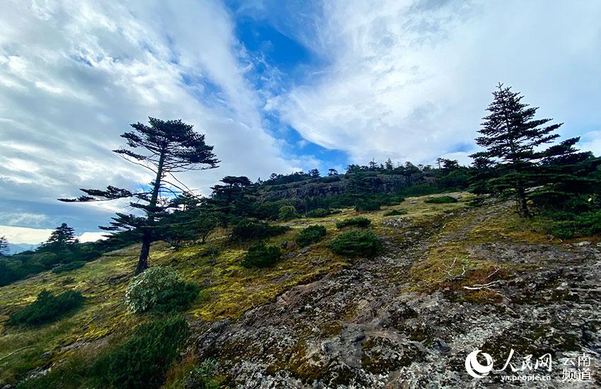 Yunnan estabelece banco de genes de Rhododendron lapponicum
