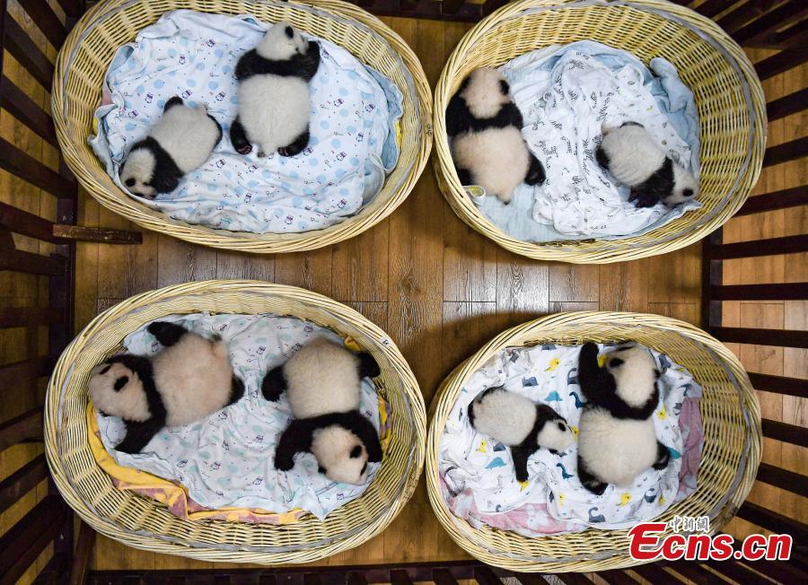 Sichuan: centro de cria??o de pandas gigantes comemora nascimento de 8 crias este ano