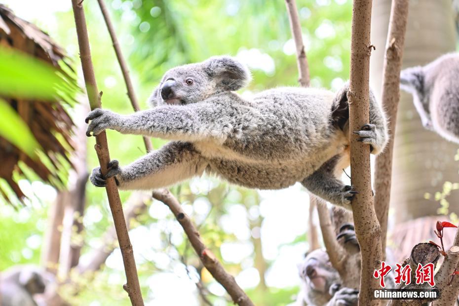 Família dos coalas chega a sétima gera??o no Chimelong Safari Park em Guangzhou