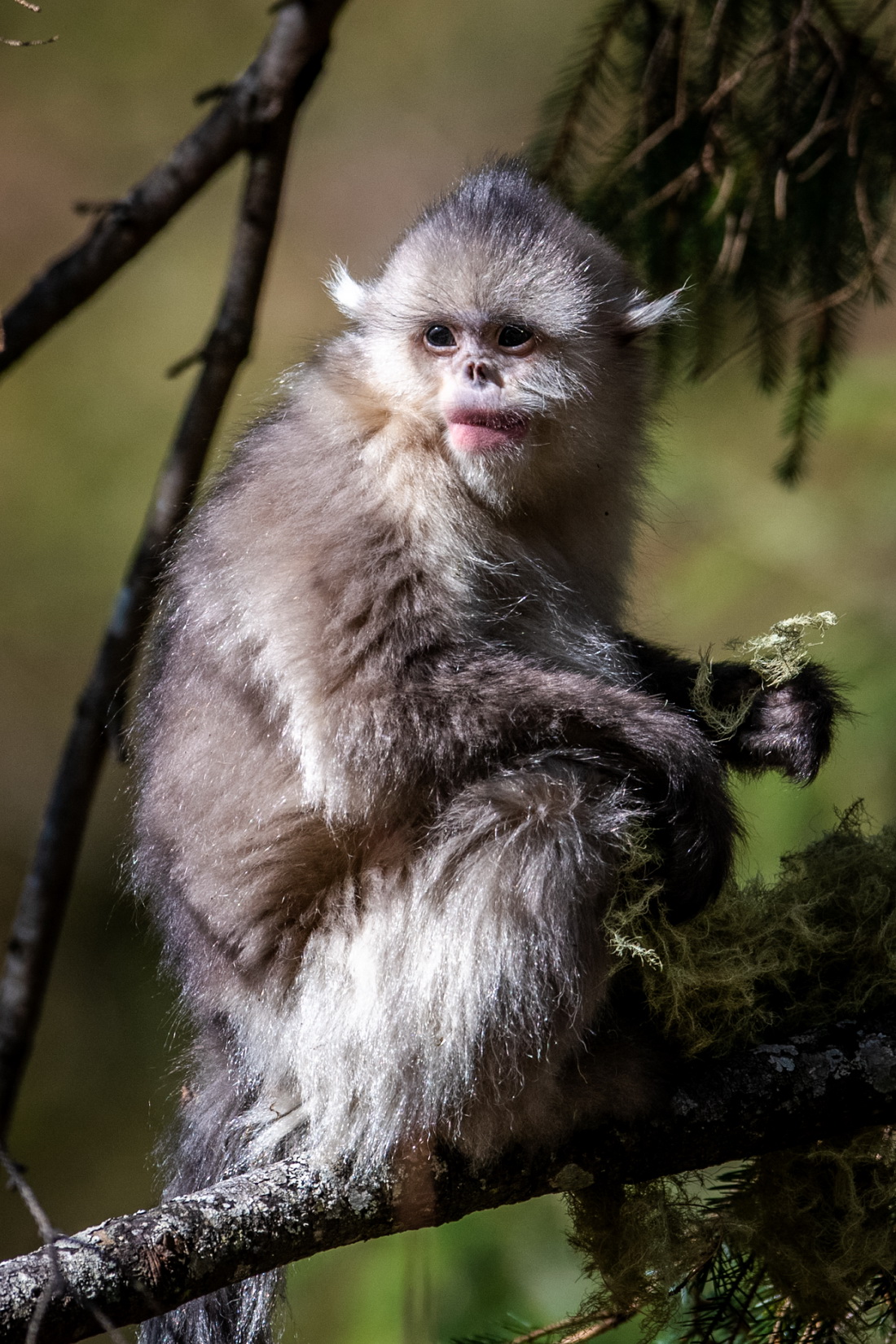 Yunnan: espécie de macaco em perigo de extin??o registra aumento populacional