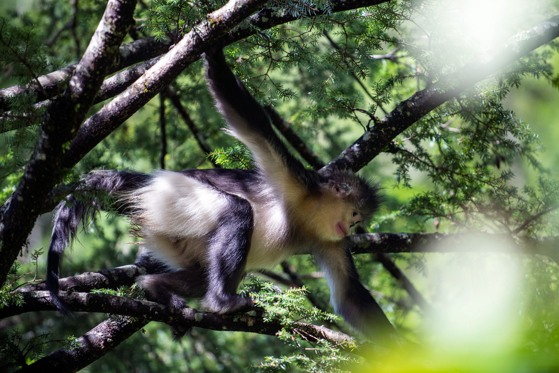 Yunnan: espécie de macaco em perigo de extin??o registra aumento populacional