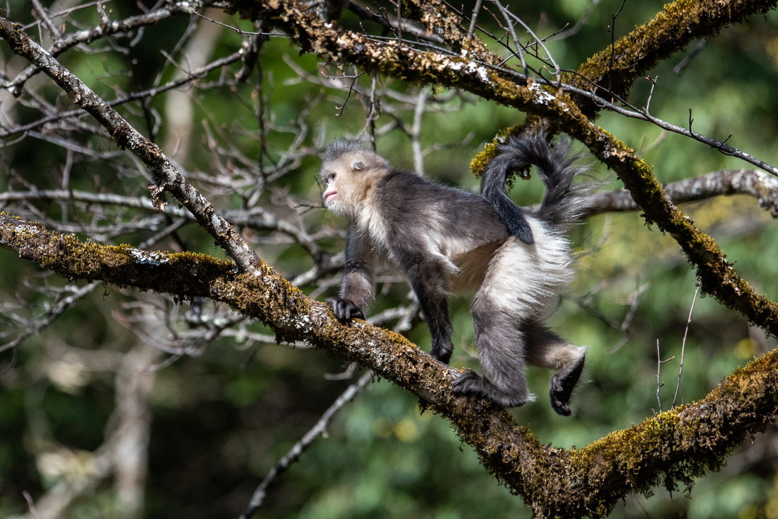 Yunnan: espécie de macaco em perigo de extin??o registra aumento populacional