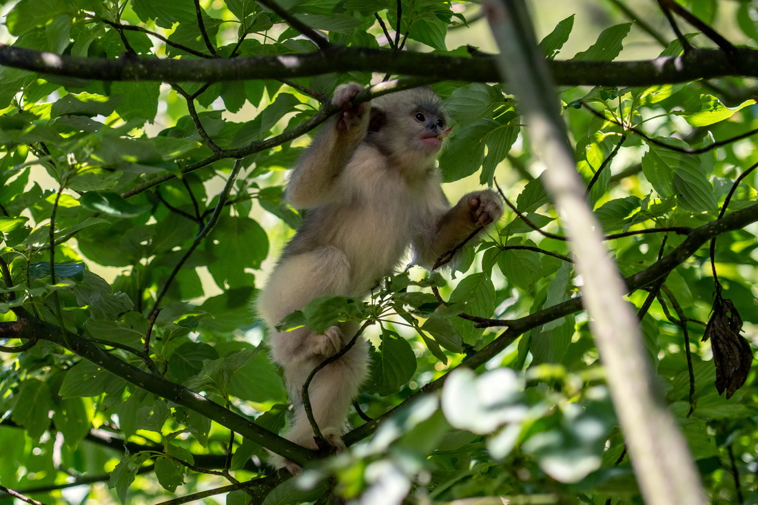 Yunnan: espécie de macaco em perigo de extin??o registra aumento populacional