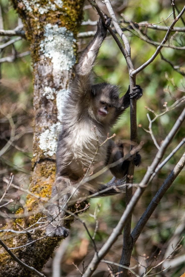 Yunnan: espécie de macaco em perigo de extin??o registra aumento populacional