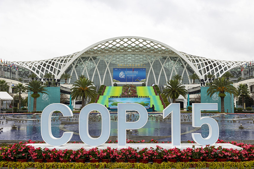 COP15 está pronta para ser inaugurada em Kunming