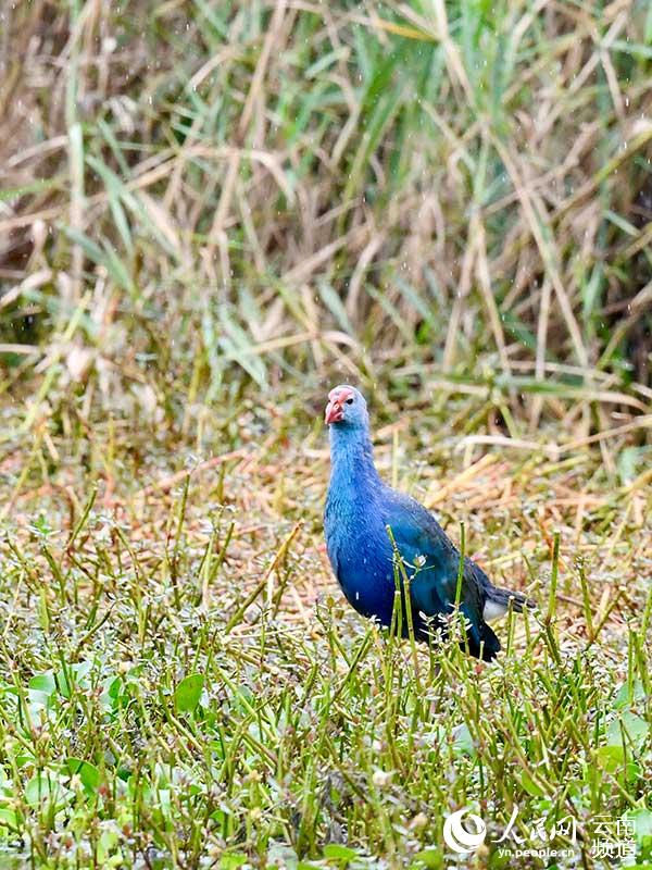 Kunming: caim?o-comum aparece no lago Dianchi