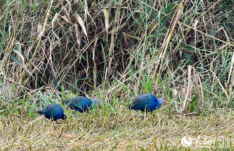 Kunming: caim?o-comum aparece no lago Dianchi