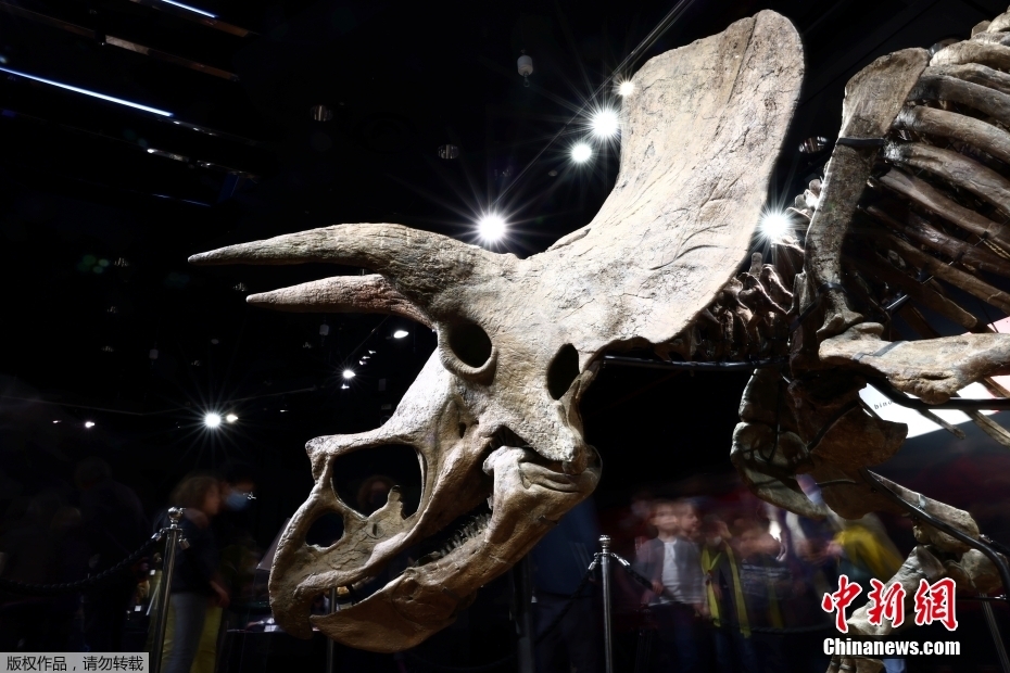 Maior fóssil de Triceratops do mundo leiloado por 6,65 milh?es de euros em Paris