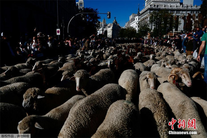 Espanha: Festival da Transumancia é realizado em Madrid