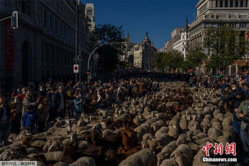 Espanha: Festival da Transumancia é realizado em Madrid