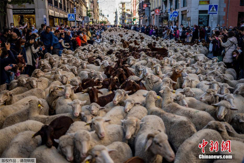 Espanha: Festival da Transumancia é realizado em Madrid