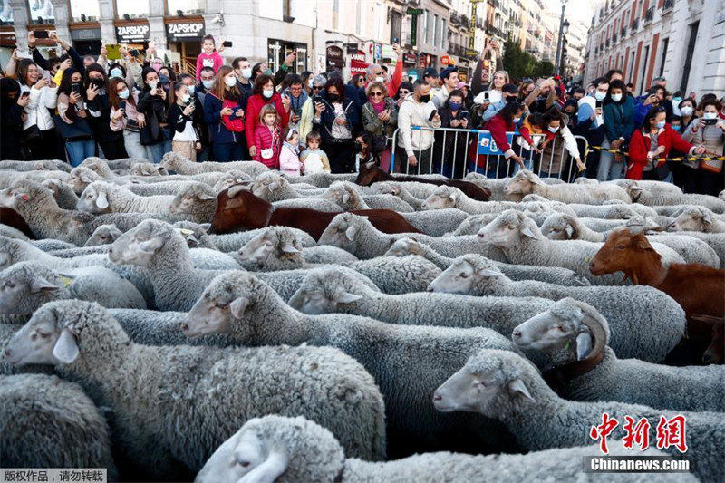 Espanha: Festival da Transumancia é realizado em Madrid
