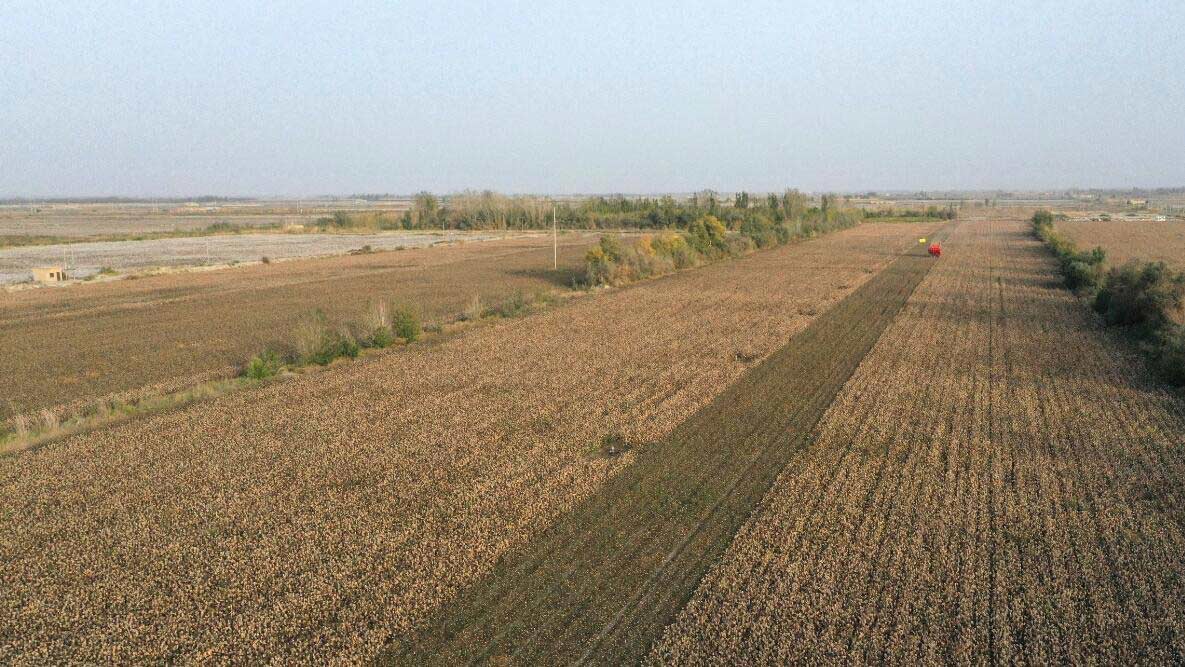 Xinjiang inicia temporada de colheita de algod?o