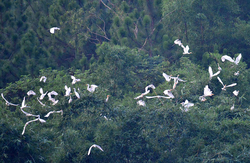 Nanning forma uma equipe de prote??o de pássaros para proteger paraíso das gar?as