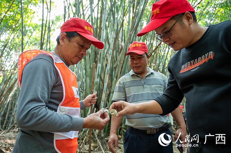 Nanning forma uma equipe de prote??o de pássaros para proteger paraíso das gar?as