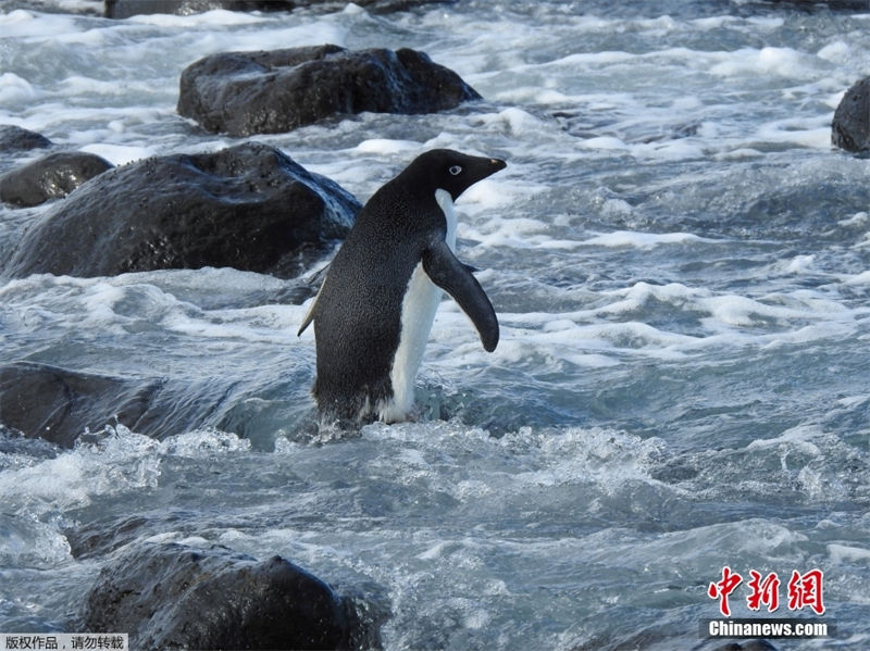 “Aventura de um Pinguim” da Antártida para Zelandia