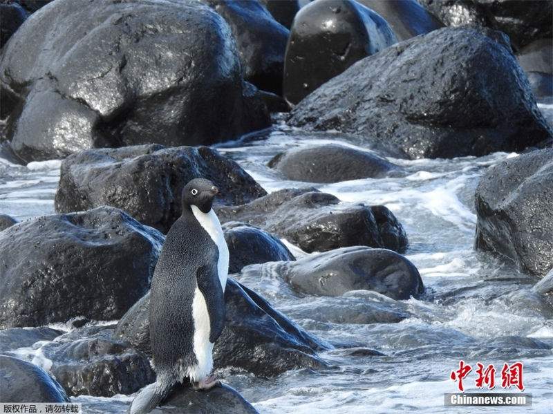 “Aventura de um Pinguim” da Antártida para Zelandia