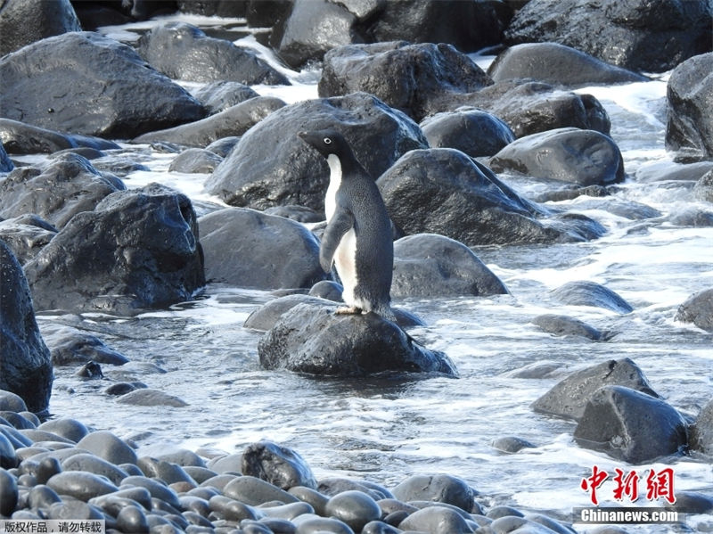 “Aventura de um Pinguim” da Antártida para Zelandia