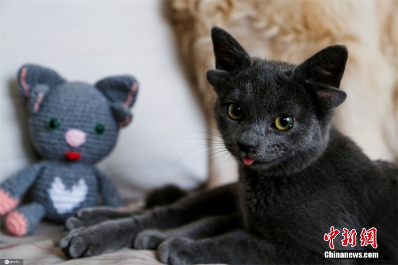 Turquia: gato nasce com quatro orelhas