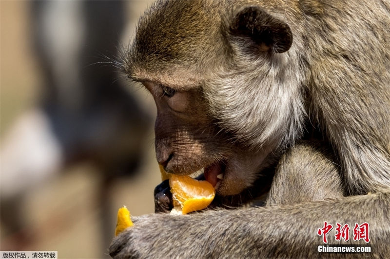 Tailandia: Lopburi realiza buffet anual dedicado aos macacos