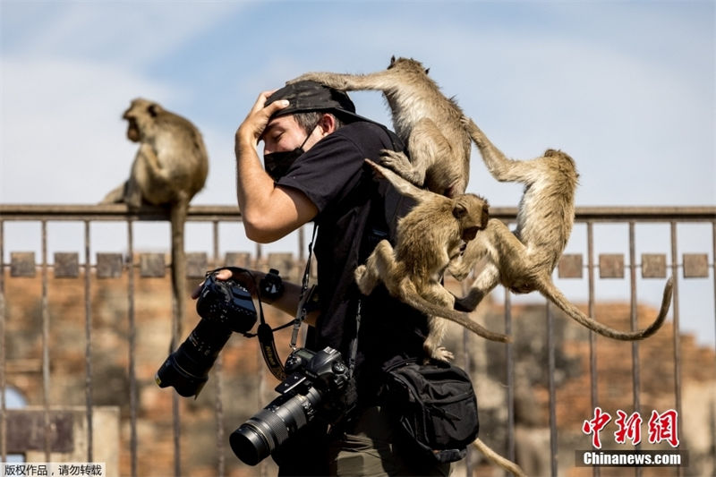 Tailandia: Lopburi realiza buffet anual dedicado aos macacos