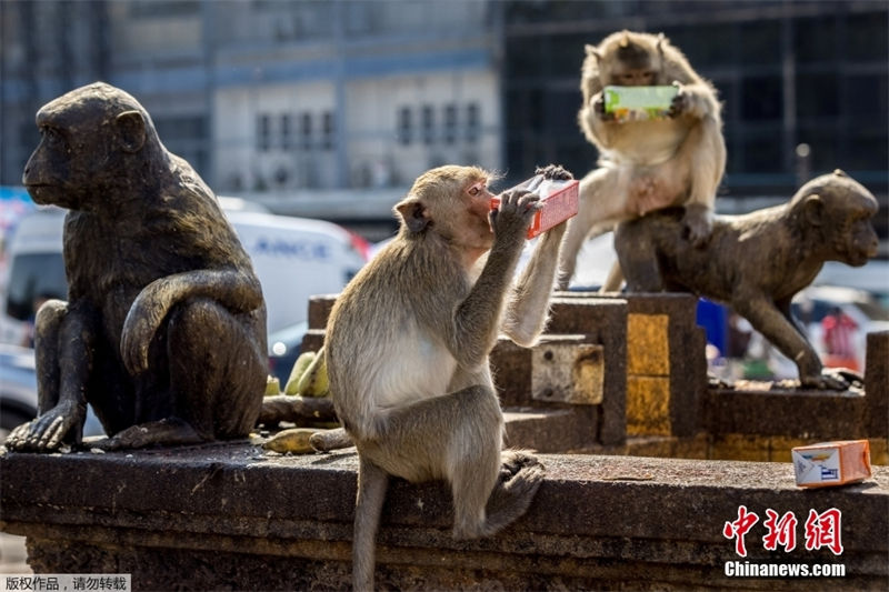 Tailandia: Lopburi realiza buffet anual dedicado aos macacos