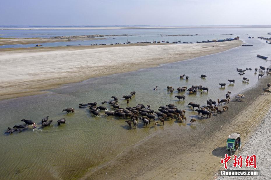 Galeria: migra??o em massa de búfalos no Bangladesh
