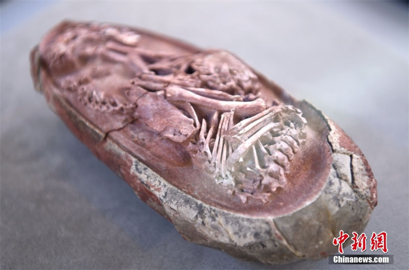 Embri?o de dinossauro mais completo foi encontrado num ovo fossilizado na China 