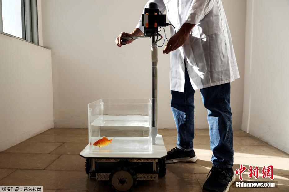 Cientistas de Israel treinam peixes dourados para dirigir veículos