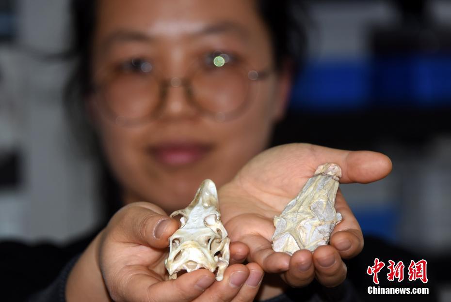 China: pesquisadores encontram fósseis de lagartos gigantes de 52 milh?es de anos