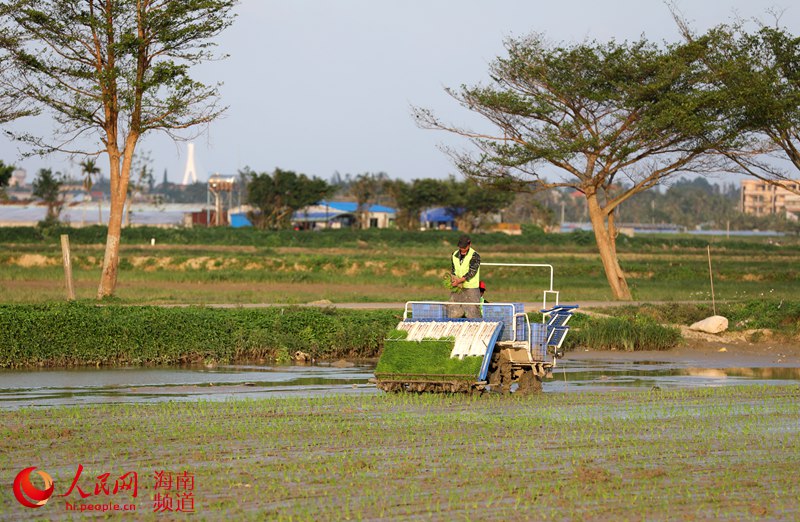 Haikou come?a trabalho de lavragem dos campos durante a primavera