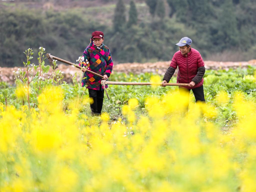 Plantio da primavera avan?a a bom ritmo na China