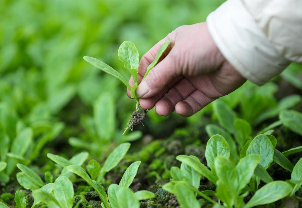 Plantio da primavera avan?a a bom ritmo na China