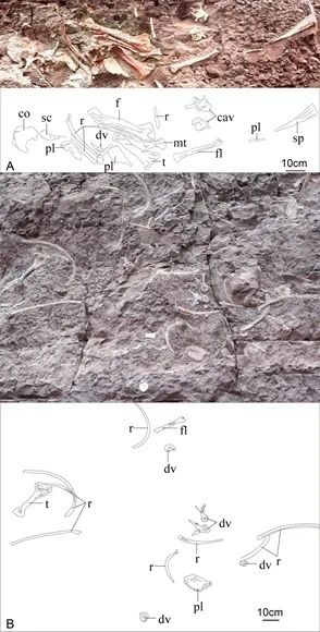 Descoberto fóssil de nova espécie de estegossauro de 169 milh?es de anos na China

