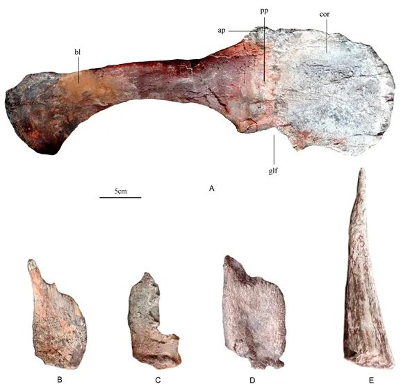 Descoberto fóssil de nova espécie de estegossauro de 169 milh?es de anos na China


