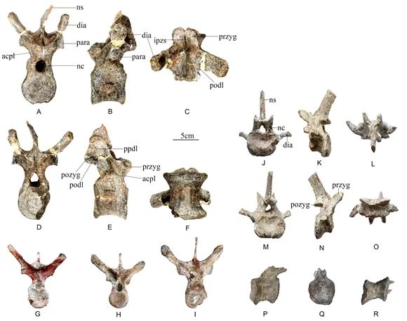 Descoberto fóssil de nova espécie de estegossauro de 169 milh?es de anos na China

