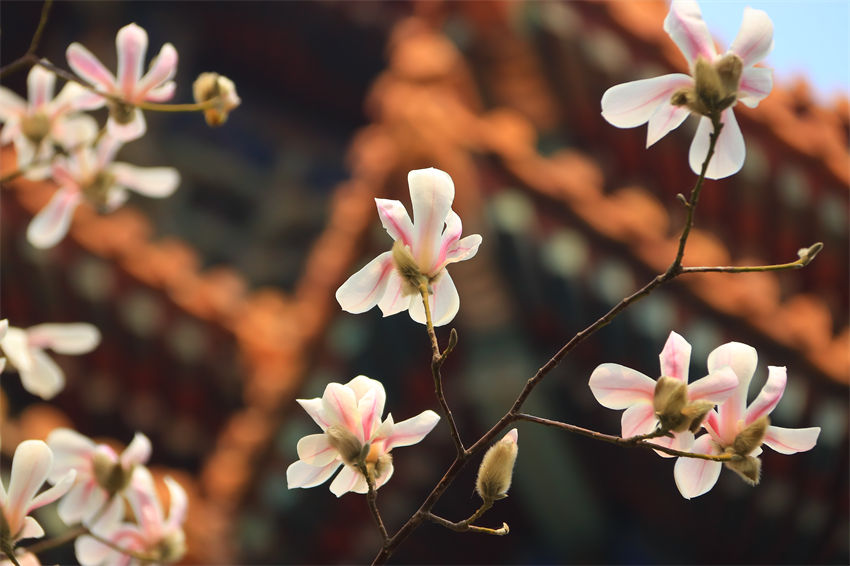 Magnólia denudata em plena flora??o fora da Cidade Proibida em Beijing